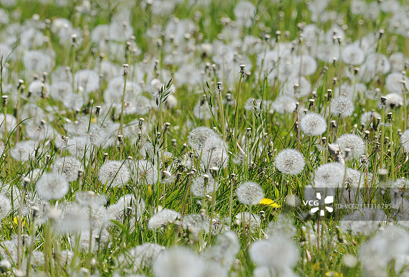 蒲公英图片素材