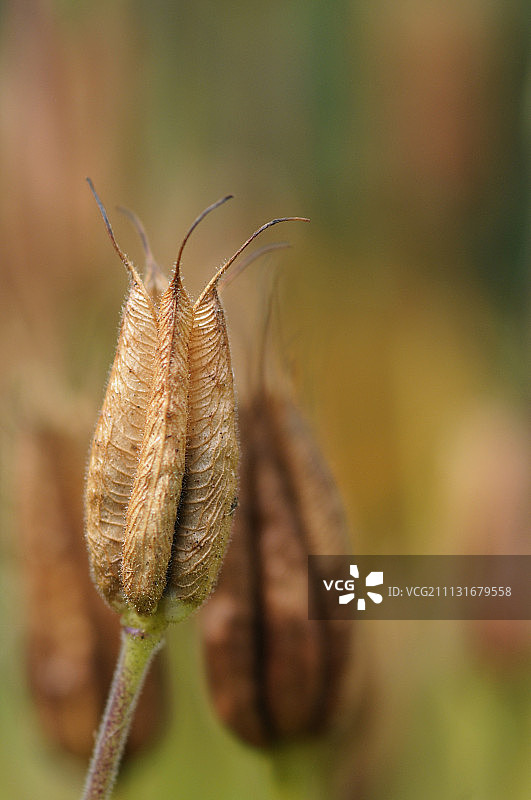 耧斗菜，欧洲耧斗菜图片素材