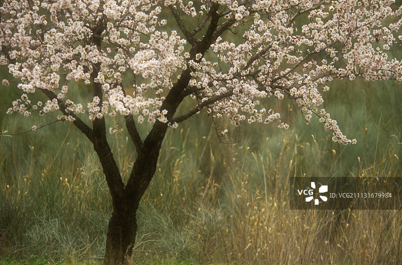 杏仁，甜扁桃图片素材