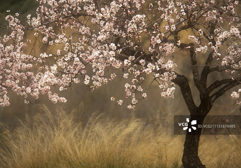 杏仁，甜扁桃图片素材