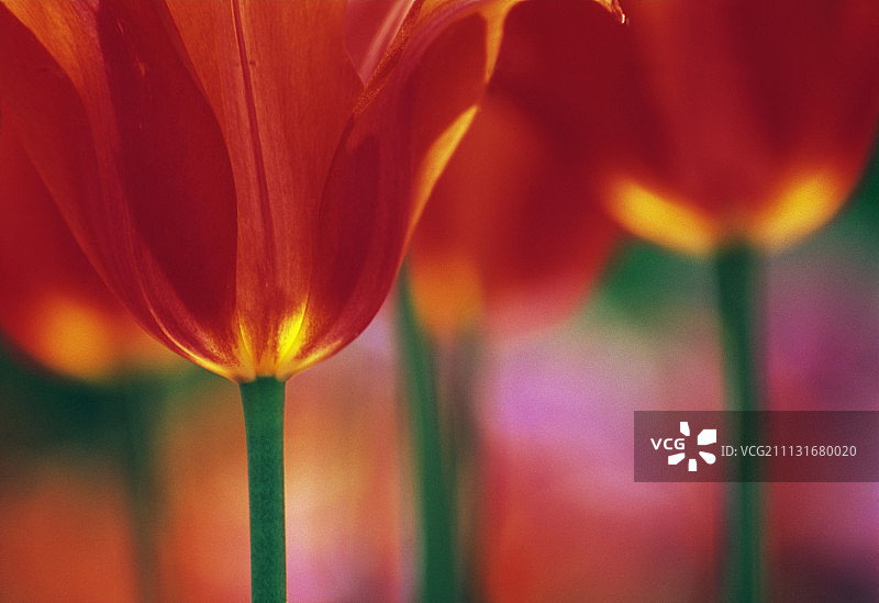 郁金香，图利帕图片素材