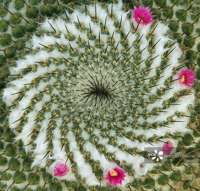 仙人掌，金琥仙人球图片素材