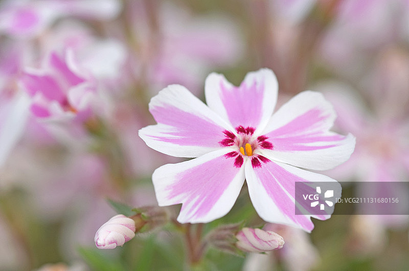 茑萝，tamaongalei芝樱图片素材