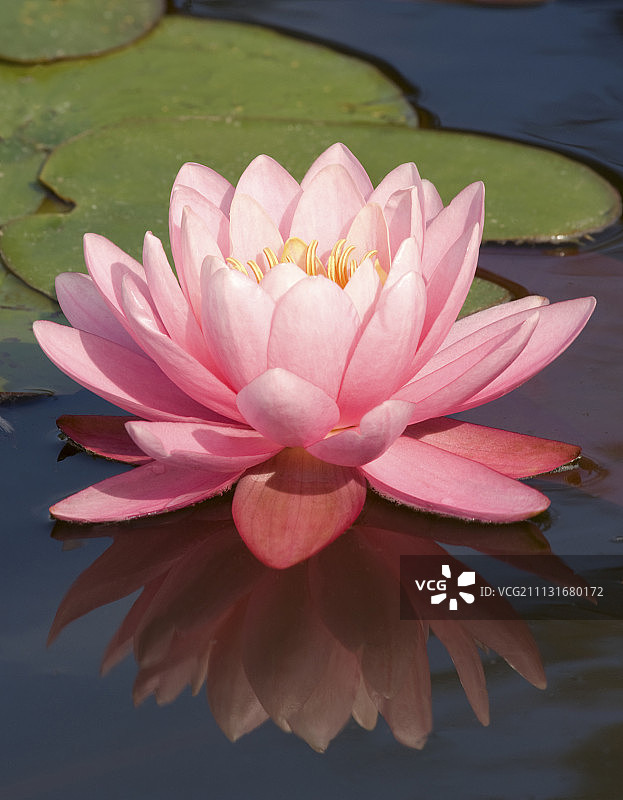 睡莲，佩里粉红图片素材