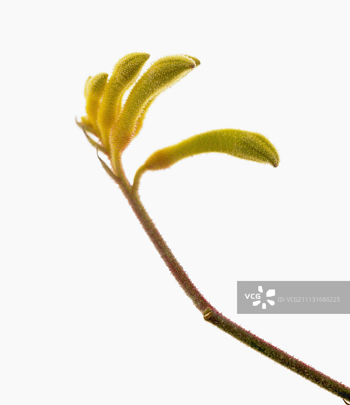 袋鼠爪花，黄色宝石图片素材