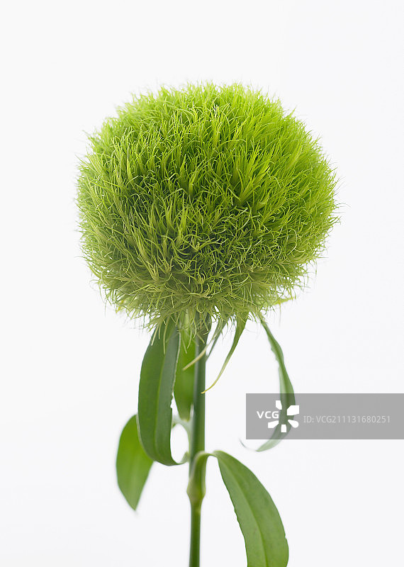 康乃馨，须苞石竹‘特玛丽索’，绿色系列图片素材