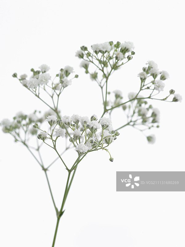 满天星图片素材