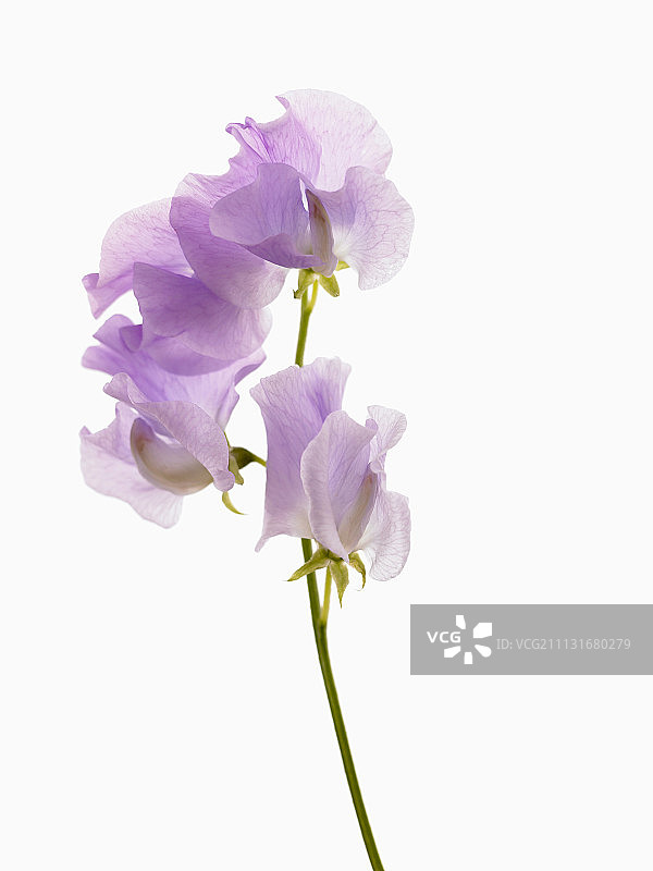 香豌豆图片素材