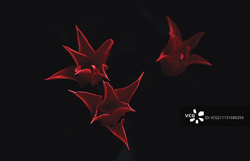 郁金香，图利帕图片素材