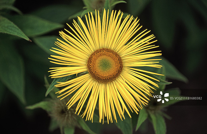 钩毛旋覆花图片素材