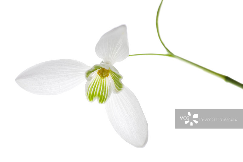 雪花莲图片素材