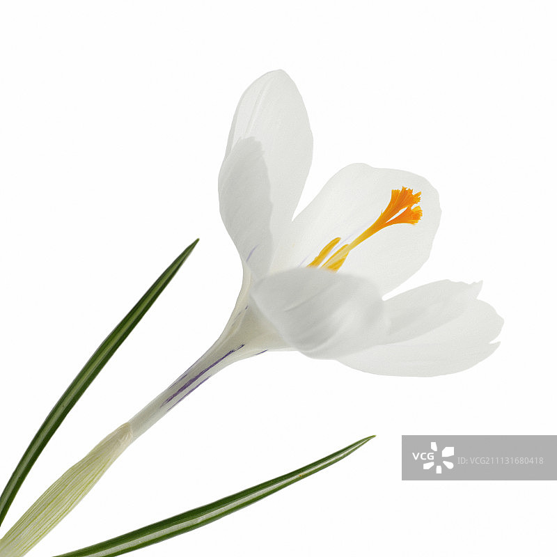 番红花图片素材