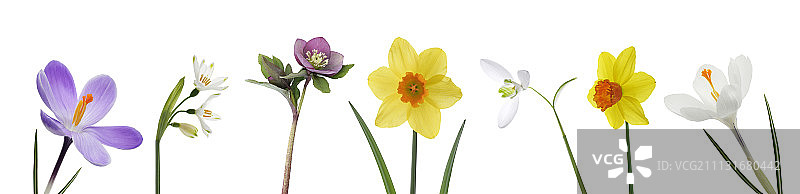 水仙花图片素材