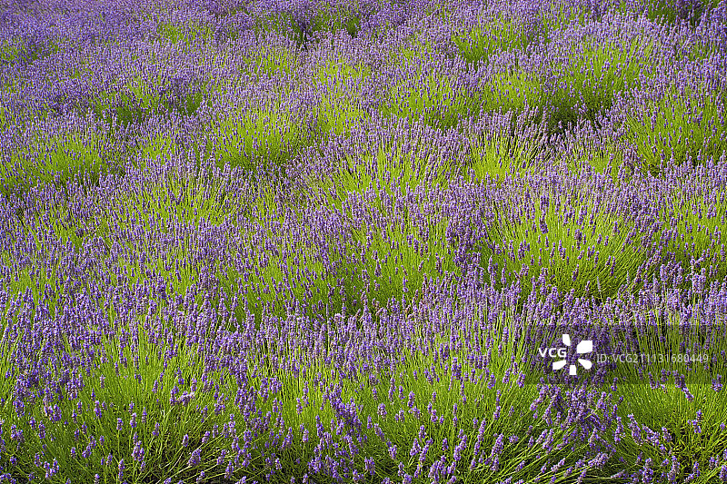 薰衣草图片素材