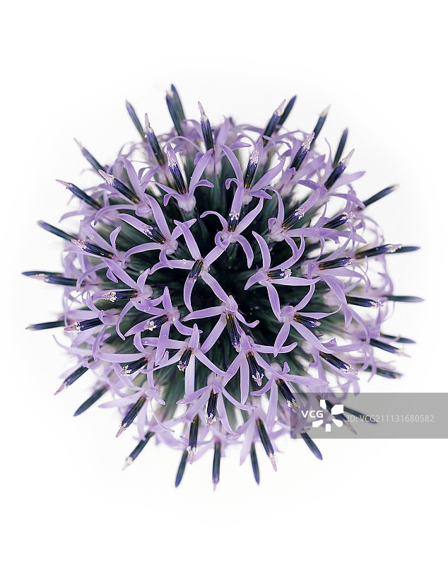 蓝刺头图片素材