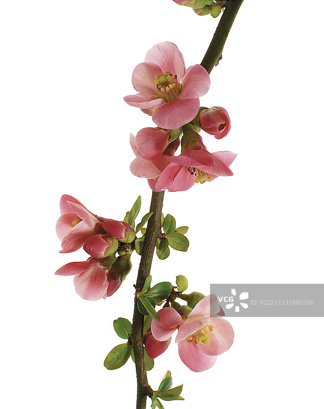 开花的木瓜海棠图片素材