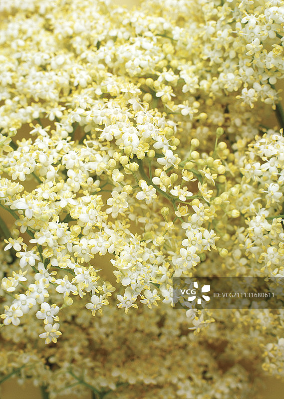 接骨木图片素材