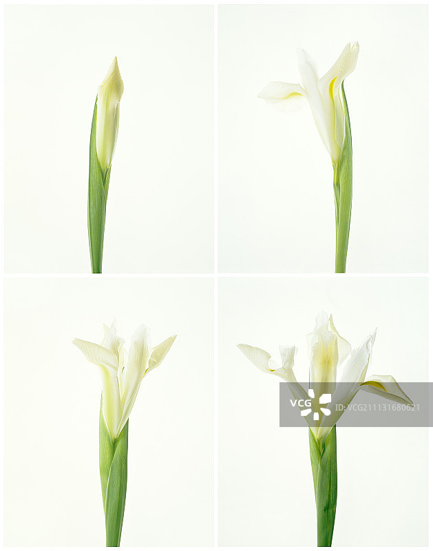 鸢尾花图片素材