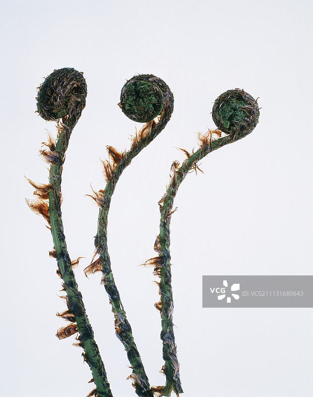 鳞毛蕨图片素材