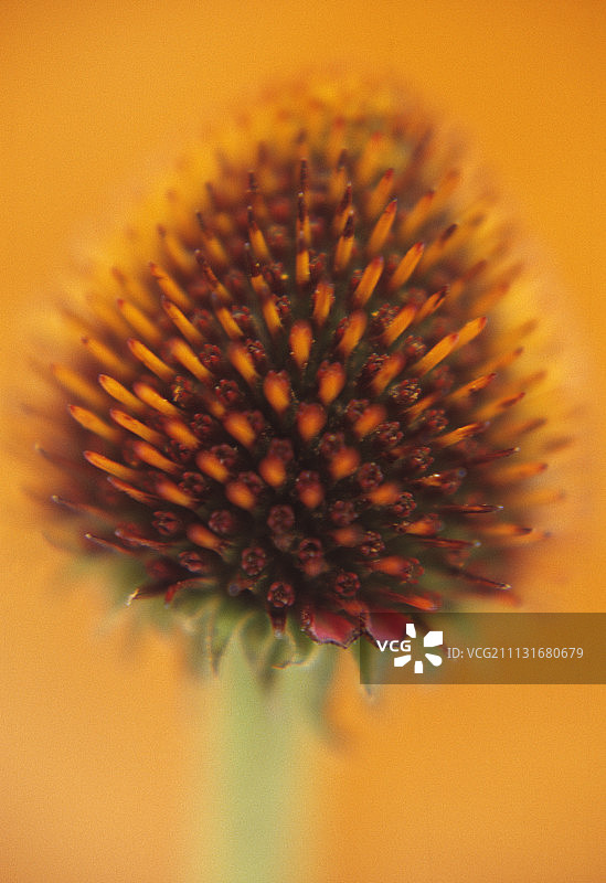 紫锥菊图片素材