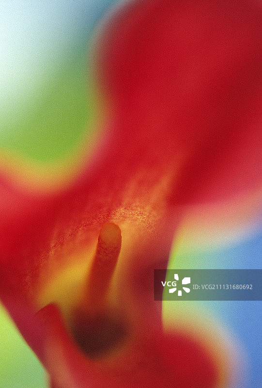 马蹄莲图片素材