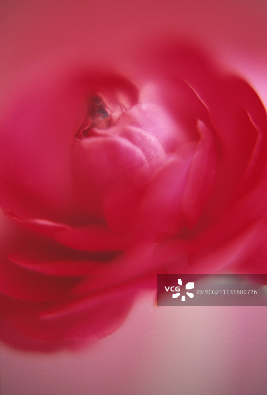 毛茛花图片素材