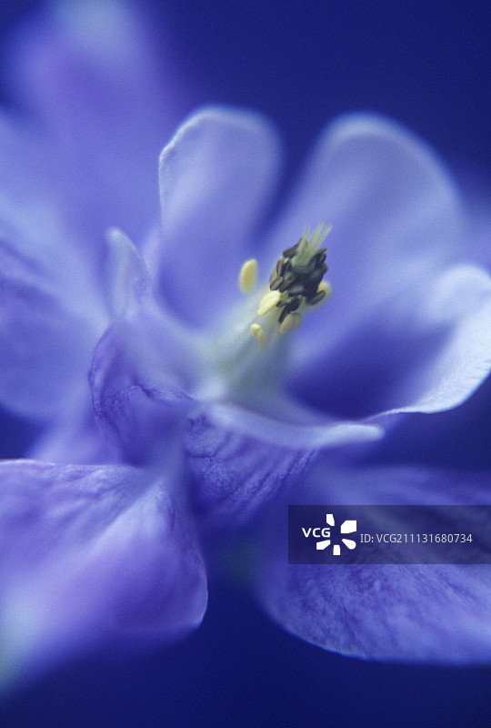 耧斗菜，欧洲耧斗菜图片素材