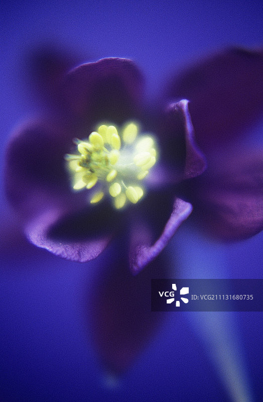 耧斗菜，欧洲耧斗菜图片素材