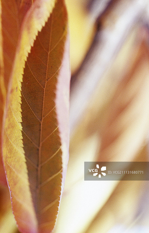 樱桃，李属图片素材