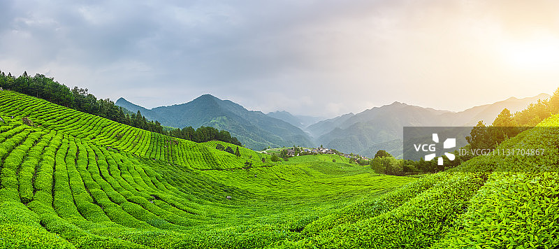 黄山茶园图片素材