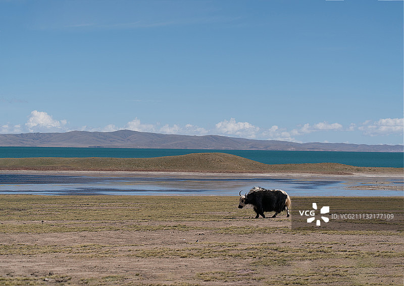 高原动物草原动物牧羊放牧土拨鼠地鼠图片素材