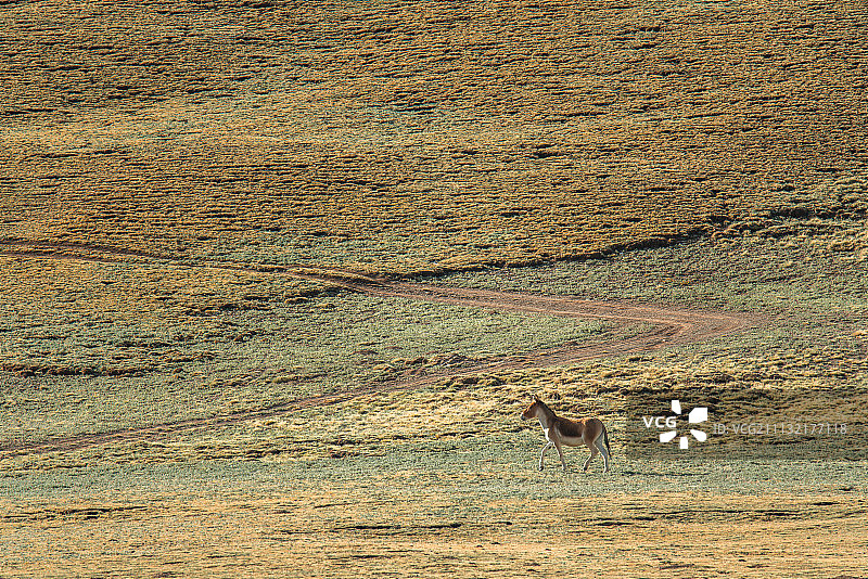 高原动物草原动物牧羊放牧土拨鼠地鼠图片素材