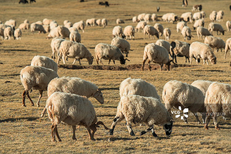 高原动物草原动物牧羊放牧土拨鼠地鼠图片素材