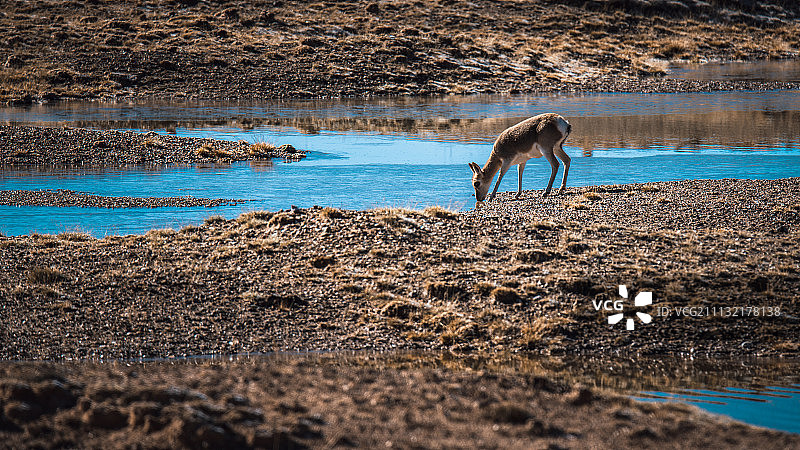 保护动物自然生态动物图片素材
