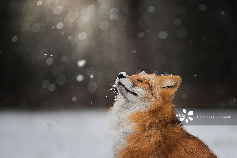 小阵雪图片素材