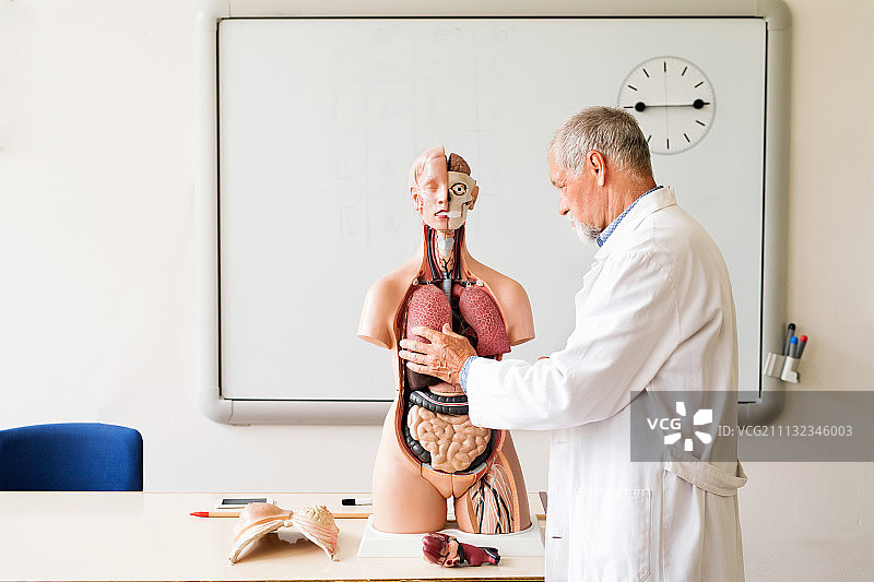 资深教师用人体解剖模型讲解生物学图片素材
