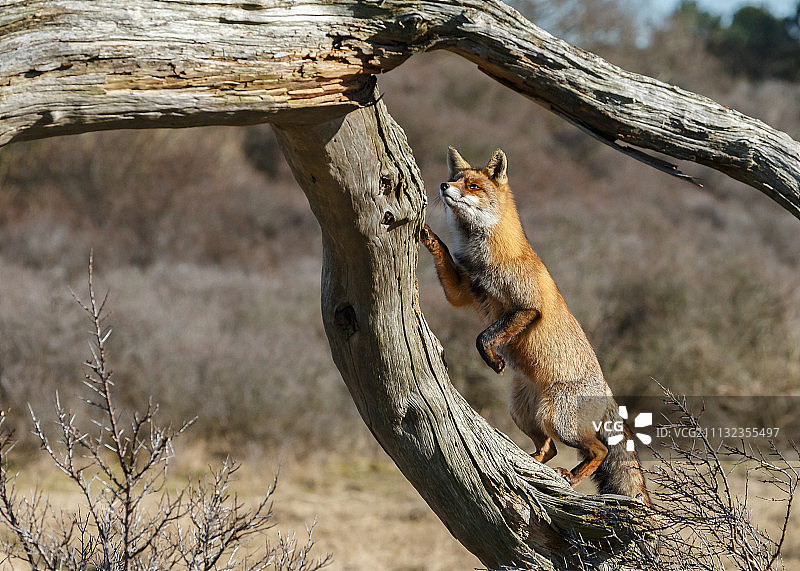 攀爬中的赤狐图片素材