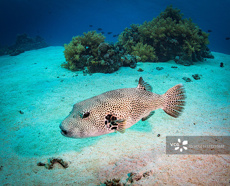 斑点鳍河豚图片素材