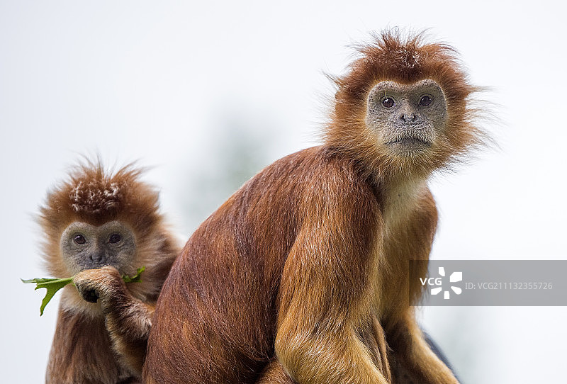 爪哇叶猴图片素材