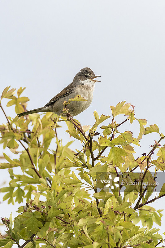 白喉林莺图片素材