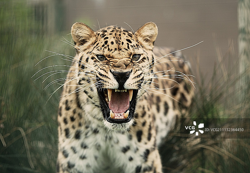 黑龙江豹图片素材