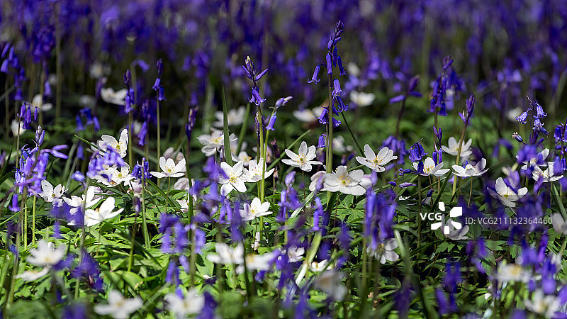 苏塞克斯郡的蓝色风铃草图片素材
