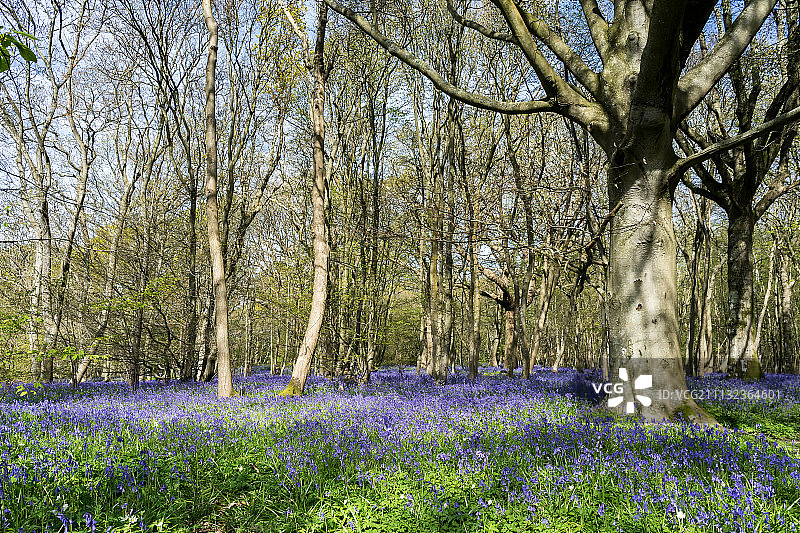 苏塞克斯郡的蓝色风铃草图片素材