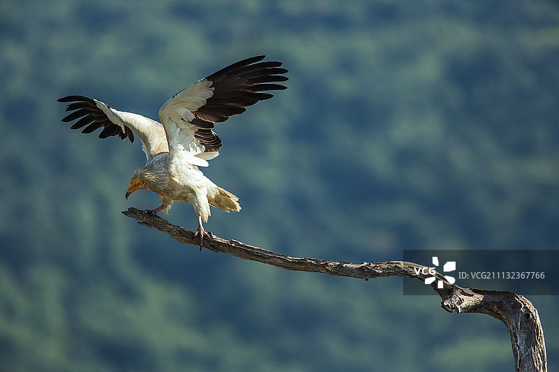 保加利亚马扎罗沃野生动物保护区的埃及秃鹫图片素材