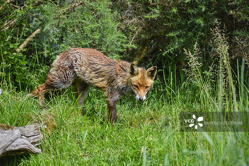 夏日田野中美丽的年长雌狐图片素材