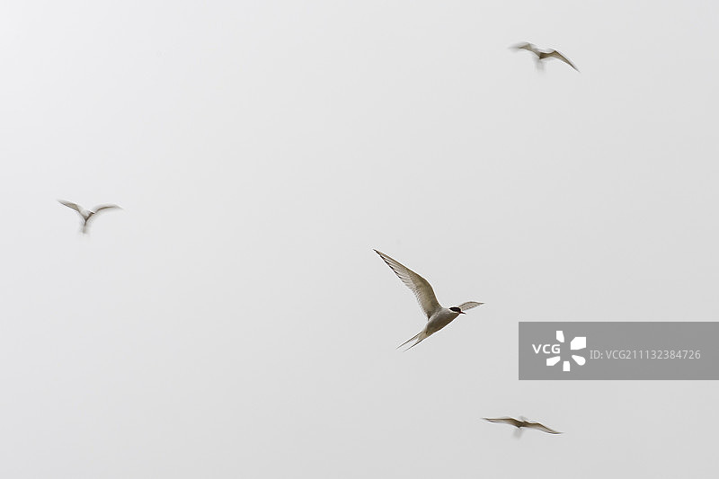 北极燕鸥图片素材