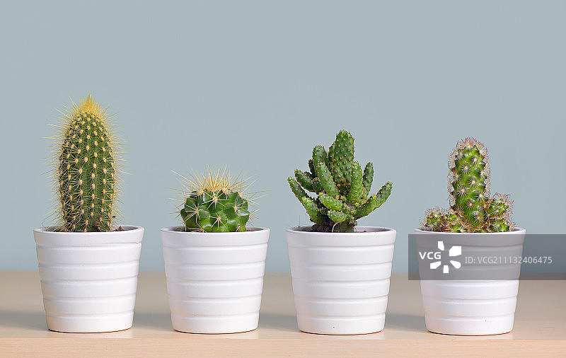 盆栽中的不同仙人掌图片素材