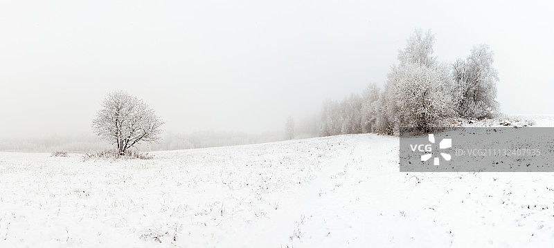 雪地里的一棵花楸树图片素材
