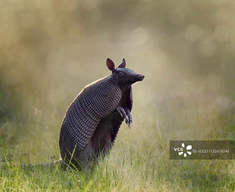 九带犰狳图片素材