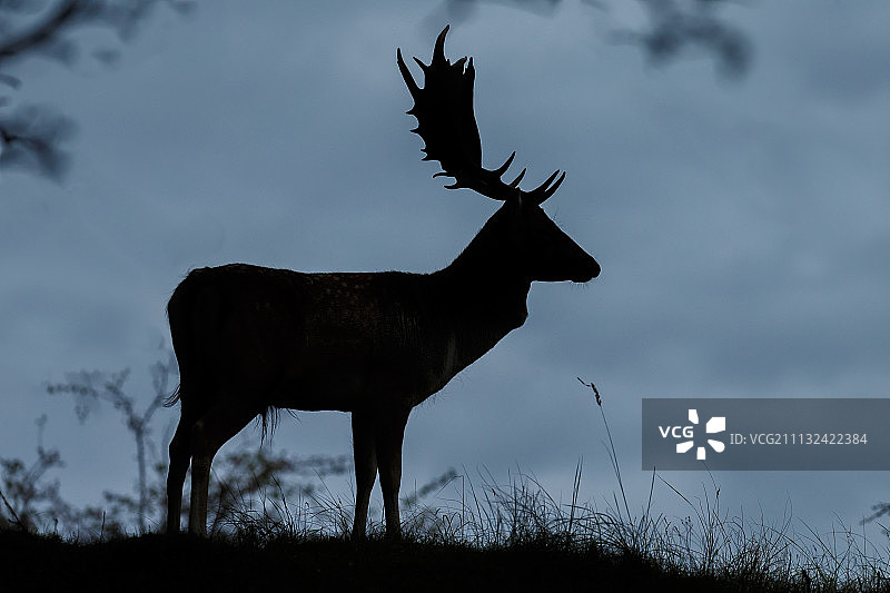 黇鹿剪影图片素材